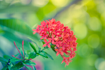 Red ixora coccinea flower is a beautiful plant vibrant garden floral pattern. Tropical summer flowers closeup, blurred green lush foliage. Relaxing spa wellness blossom decoration. Exotic nature macro