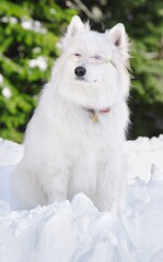 Naklejka premium White Dog Sitting In The Snow