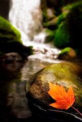 Stream In Autumn