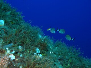 Swimming fish in the deep ocean. Sea wall, algae, underwater plants and blue sea background....