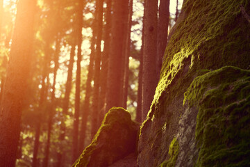 Sunlight Dancing on Mossy Stones in a Whispering Forest