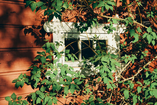 old window behind branches in spring