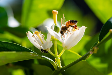 Close-up of a bee collecting pollen from white orange blossoms in spring. Biological agriculture....