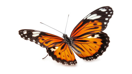 Naklejka premium Beautiful Pink Butterflies isolated on a transparent background