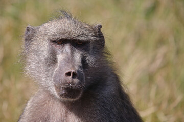 Bärenpavian / Chacma baboon / Papio ursinus