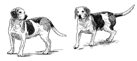 English beagle, hunting dog, pet,purebred, domestic animal,spotted, black and white, realistic,sketch,vector hand drawn illustration isolated on white