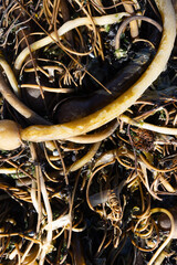 Tangled kelp strands on rocky coast