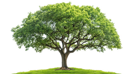 Obraz premium Big green tree isolated on a transparent background