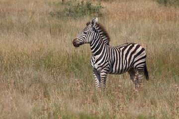 Steppenzebra / Burchell's zebra / Equus quagga burchellii.
