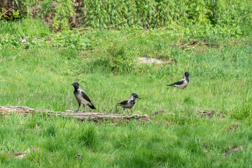 Three hooded gray crow sits on stump rotten tree. Corvus cornix is eurasian bird species from the...