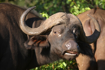 Fototapeta premium Kaffernbüffel / African buffalo / Syncerus caffer