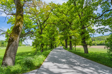 Eichenallee Weitwörth