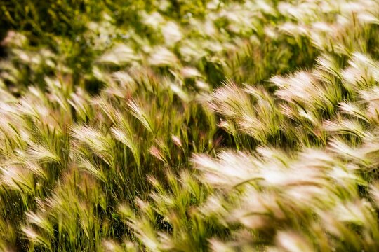 Foxtail Barley