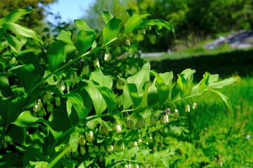 Plant with white flowers of Polygonatum odoratum (angular Solomon's seal or scented Solomon's seal. It is toxic plant. It is used in traditional Chinese medicine