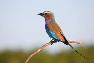 Gabelracke / Lilac-breasted roller / Coracias caudata