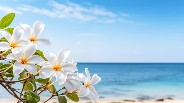 A blooming frangipani tree against the backdrop of a sandy beach and crystal clear turquoise ocean