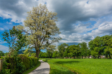 Frühling an der Hellbrunner Allee