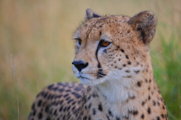Gepard / Cheetah / Acinonyx jubatus © Ludwig