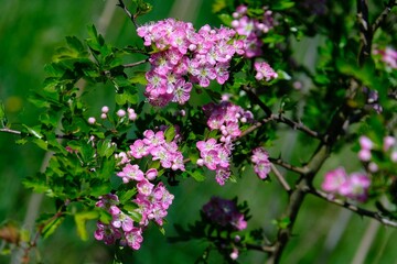 Close up of branch with blooming pink flowers of Crataegus commonly called hawthorn, quickthorn, thornapple, May-tree, whitethorn, Mayflower or hawberry.