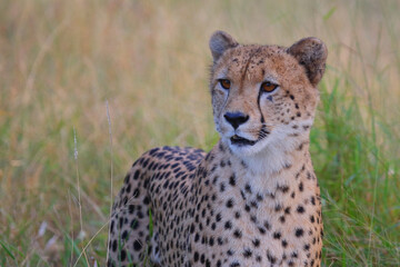 Gepard / Cheetah / Acinonyx jubatus