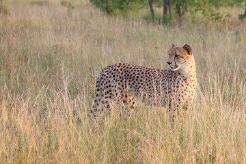 Gepard / Cheetah / Acinonyx jubatus © Ludwig