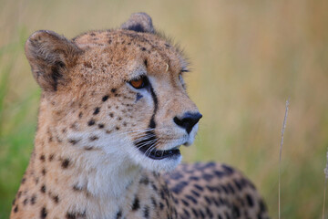 Gepard / Cheetah / Acinonyx jubatus © Ludwig