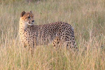 Gepard / Cheetah / Acinonyx jubatus © Ludwig