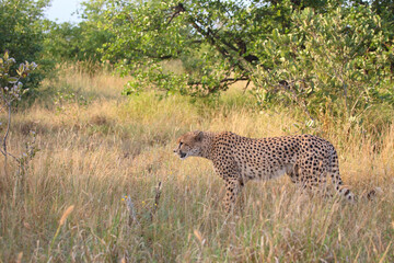Gepard / Cheetah / Acinonyx jubatus © Ludwig