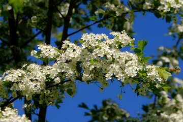 Close up of branch with blooming white flowers of Crataegus commonly called hawthorn, quickthorn, thornapple, May-tree, whitethorn, Mayflower or hawberry.