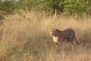 Gepard / Cheetah / Acinonyx jubatus © Ludwig