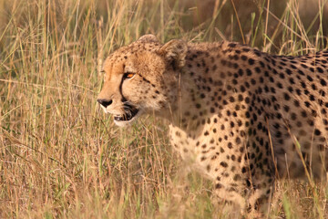 Gepard / Cheetah / Acinonyx jubatus © Ludwig
