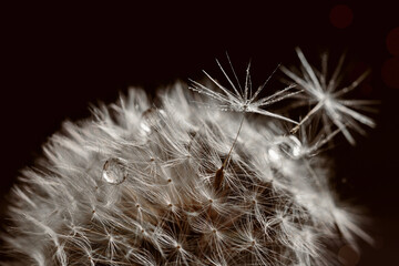 Beautiful macro of a dandelion covered in dew drops, showcasing its delicate structure against a...