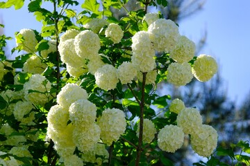 Close up of white flowers of Viburnum opulus (guelder-rose, guelder rose) on blue sky background