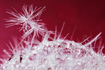 Detailed closeup of dandelion seeds with dew drops, emphasizing the delicate texture on a dark red...