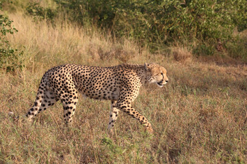 Gepard / Cheetah / Acinonyx jubatus © Ludwig