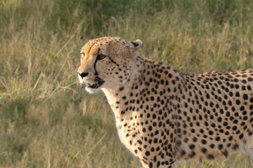 Gepard / Cheetah / Acinonyx jubatus © Ludwig