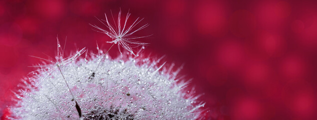 Macro of fluffy dandelion seeds with sparkling dew drops, creating a stunning and delicate closeup.