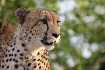 Gepard / Cheetah / Acinonyx jubatus © Ludwig
