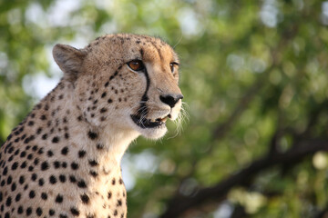 Gepard / Cheetah / Acinonyx jubatus © Ludwig