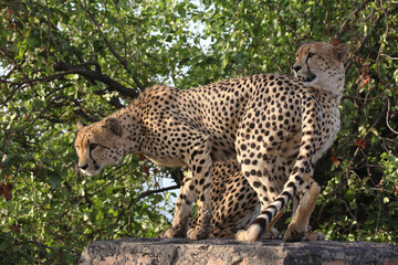 Gepard / Cheetah / Acinonyx jubatus © Ludwig