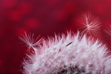 Abstract closeup of a dandelion with water drops, perfect for artistic and floral design concepts.