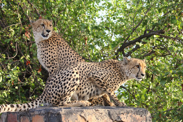 Gepard / Cheetah / Acinonyx jubatus