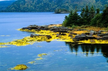 Island At Swift Current, Burin Peninsula, Newfoundland, Canada