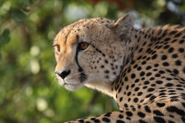 Gepard / Cheetah / Acinonyx jubatus © Ludwig