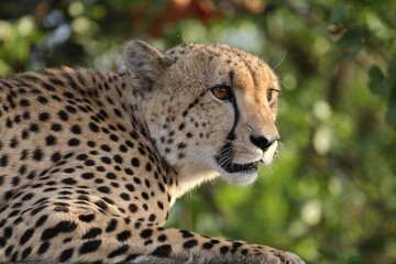 Gepard / Cheetah / Acinonyx jubatus © Ludwig