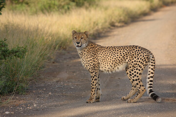 Gepard / Cheetah / Acinonyx jubatus © Ludwig