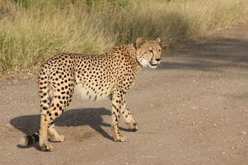 Gepard / Cheetah / Acinonyx jubatus © Ludwig