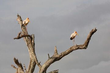 Nimmersatt / Yellow-billed stork / Mycteria ibis