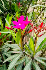 Flower of Nerium Oleander with floral background. Vertical photography.