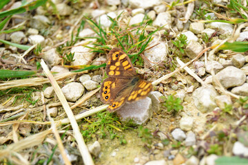 butterfly on a grass